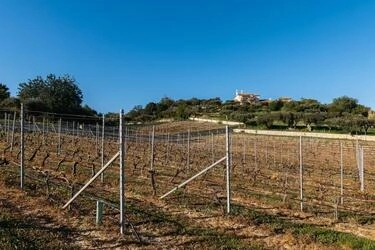 Vineyard Estate-Santa Barbara de Nexe | 8 bedrooms